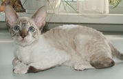 Красивый котик Корниш рекс