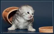 Роскошные сибирские котята ждут самых лучших и ответственных  хозяев!