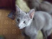 Очаровательные котята Русской голубой кошки