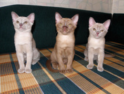 Бурманские котята
