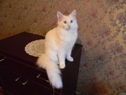Элитный котенок Турецкой Ангоры