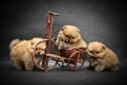 продаются щенки немецкого миниатюрного шпица