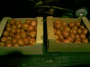 Продам томаты тепличные оптом из Беларуссии,  есть в наличии.