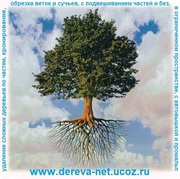 Спилить дерево по частям,  обрезать ветки и сучья. С-Пб и ЛО