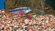 аквариумные рыбки попугайчики пельвикахромисы два  самца  и две  самки