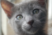 Очаровательные котята русской голубой кошки