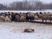 Овцы,  ярки живым весом