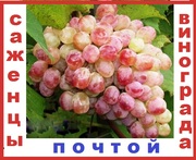 Почтой 2-х летние саженцы винограда морозоустойчивых сверх ранних  60 сортов