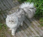 Персидская серебристая  шиншилла кот для вязки