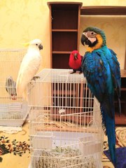 Продажа крупных пород попугаев на заказ