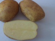 Картофель семенной.