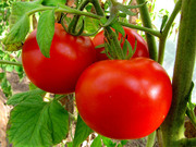 томат крупным оптом
