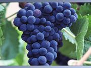 виноград крупным оптом