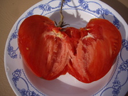 семена коллекционных помидоров
