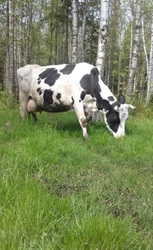 Деревенское парное коровье молоко.