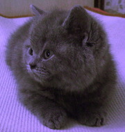 Котёнок голубой британский