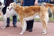 Щенки русской псовой борзой в Санкт-Петербурге!