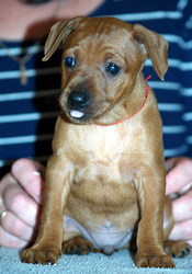 Цвергпинчер (карликовый,  миниатюрный пинчер),  щенок